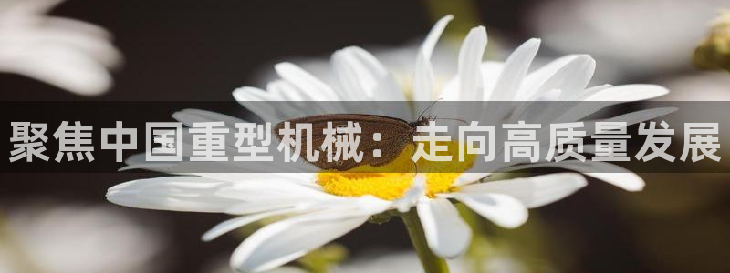 菲律宾的龙八国际